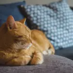 Kan jeg bruge min fejebakke til at feje op efter dyr?